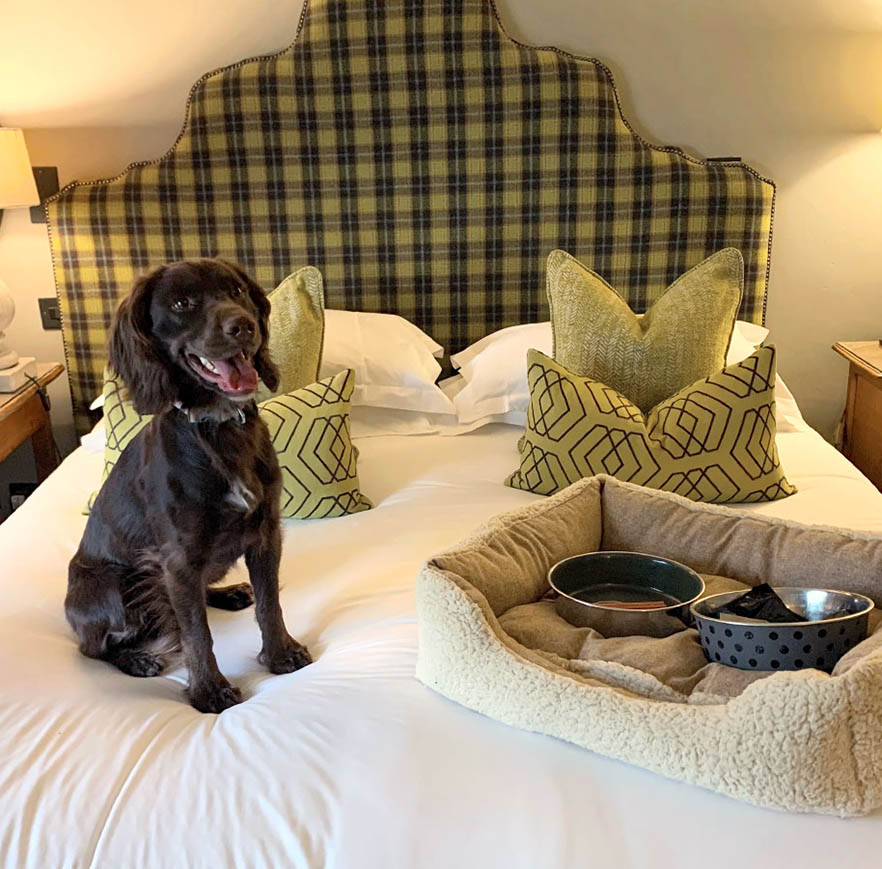 Top Canine-Approved Accommodations in Cotswolds 2023: Where Luxury Meets Pawsome Fun